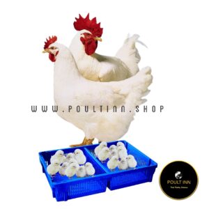 Imported Ross 308 Broiler Chicks (50pcs)