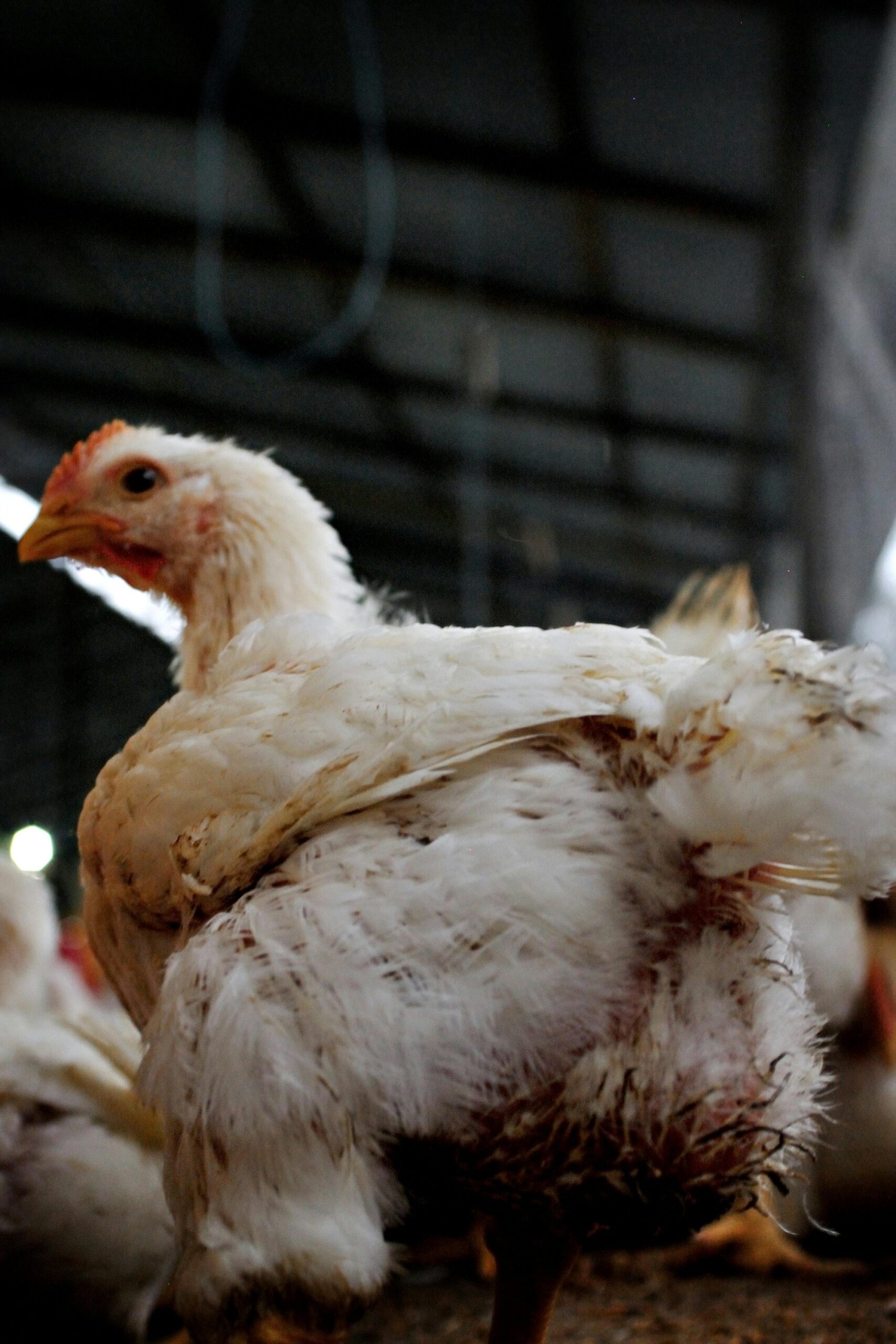 Imported Ross 308 Broiler Chicks (50pcs) - Image 2