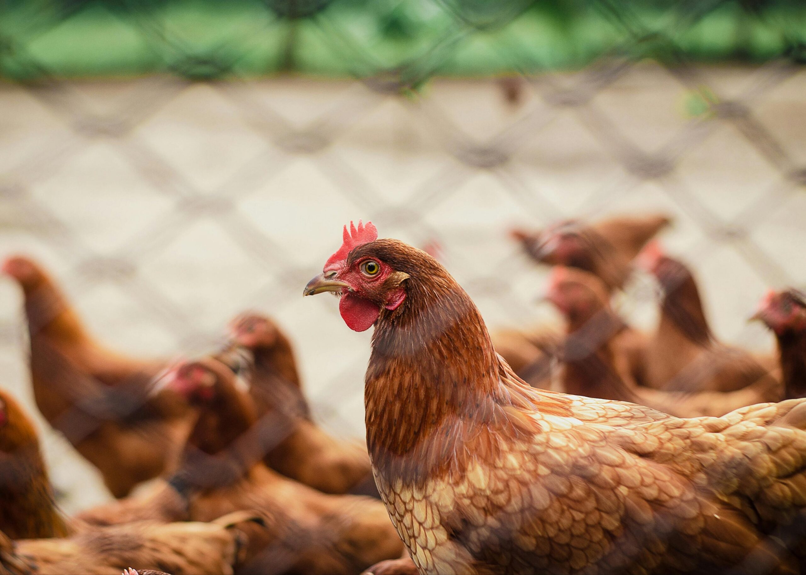 Imported Hyline Brown layer Chicks (50pcs) - Image 2