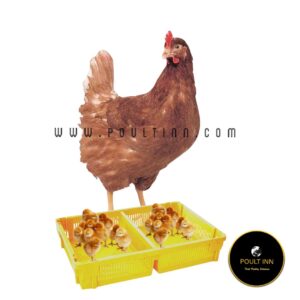Imported Hyline Brown layer Chicks (50pcs)