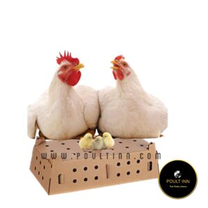 Cobb 500 Broiler Chicks (50pcs)
