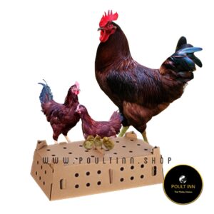 Rhode Island Red Chicks (50pcs)