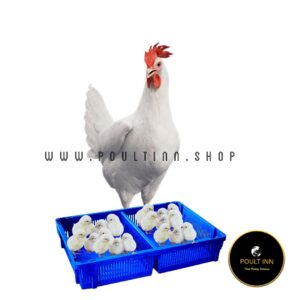 Imported Hyline White Day old Chicks (50pcs)