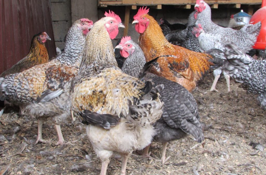 Kuroiler Day-Old Chicks (50pcs) - Image 2
