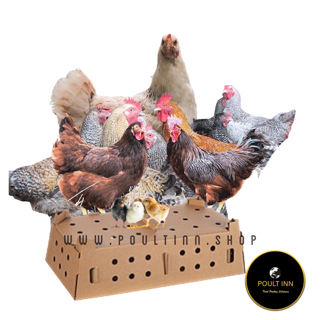 Kuroiler Day-Old Chicks (50pcs)