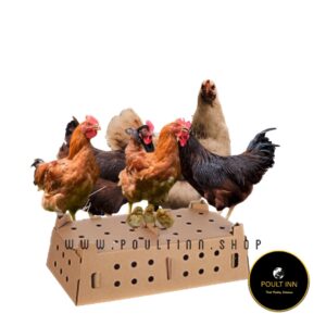 Sasso chicken (50pcs)