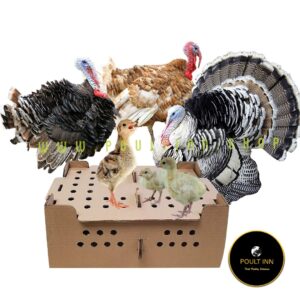 Turkey Poults (10pcs)