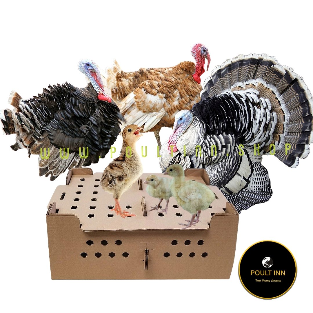 Turkey Poults (10pcs)