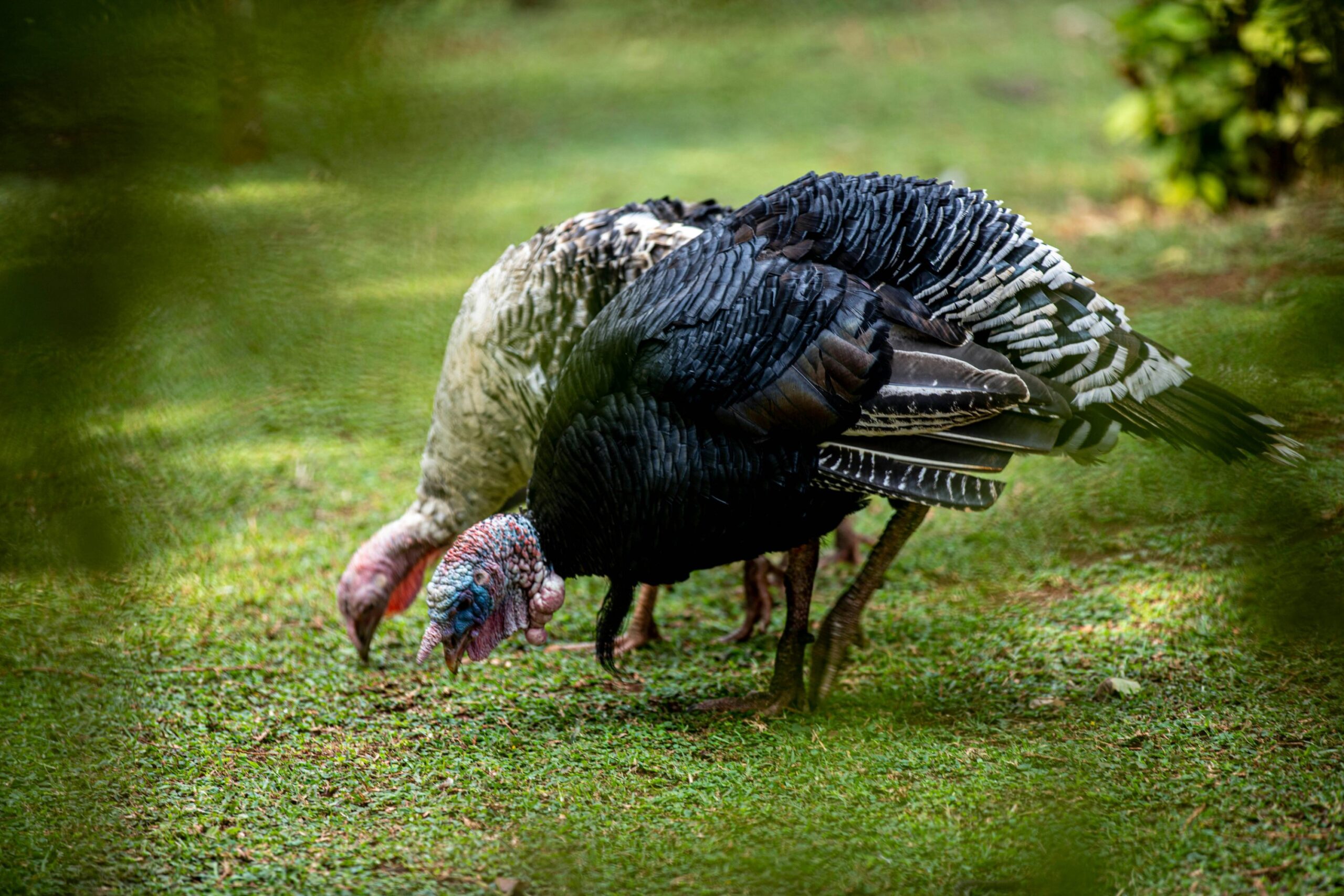 Turkey Poults (10pcs) - Image 3