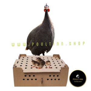 Guinea Fowl Keets (50pcs)