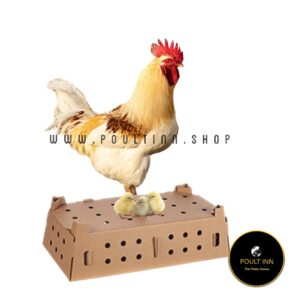White Cockerel Day old chicks (50pcs)