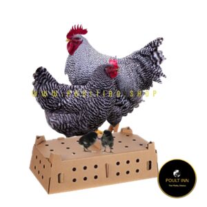 Plymouth Rock Day old Chicks (50 pcs)