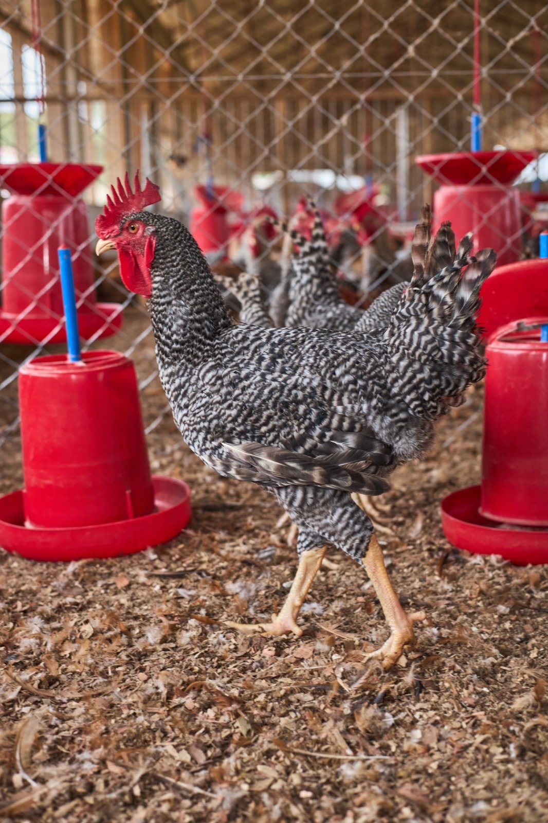 Granger Chicken (50pcs) - Image 2