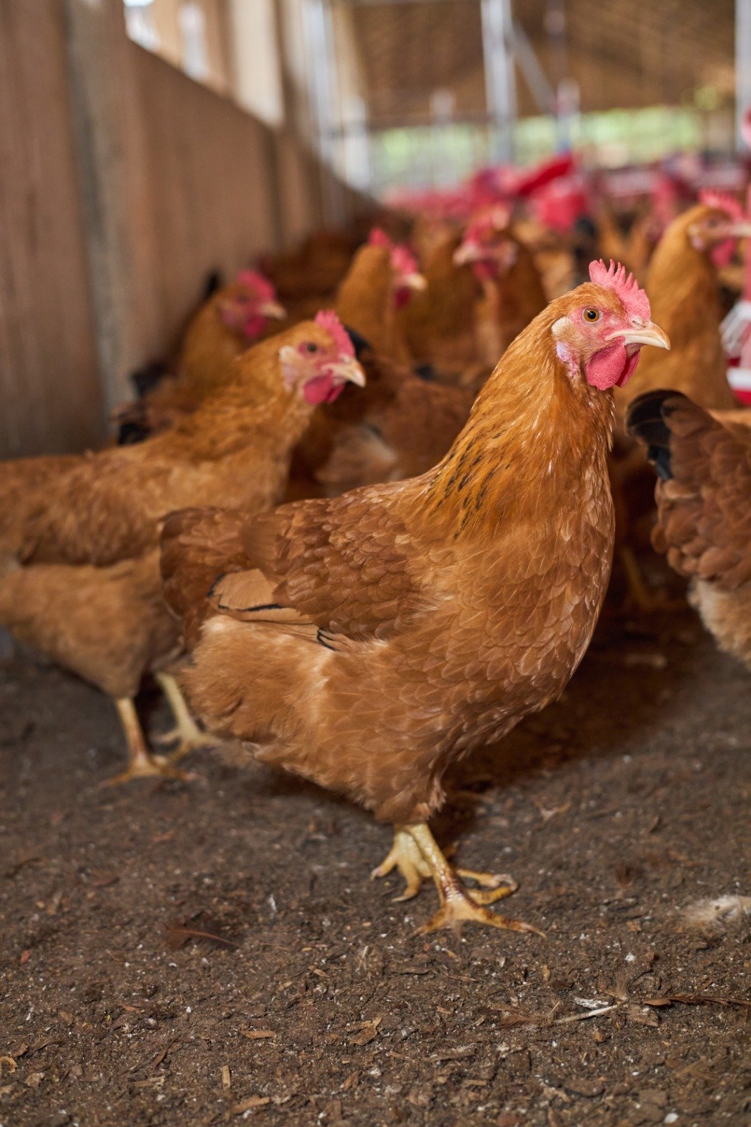 Granger Chicken (50pcs) - Image 3