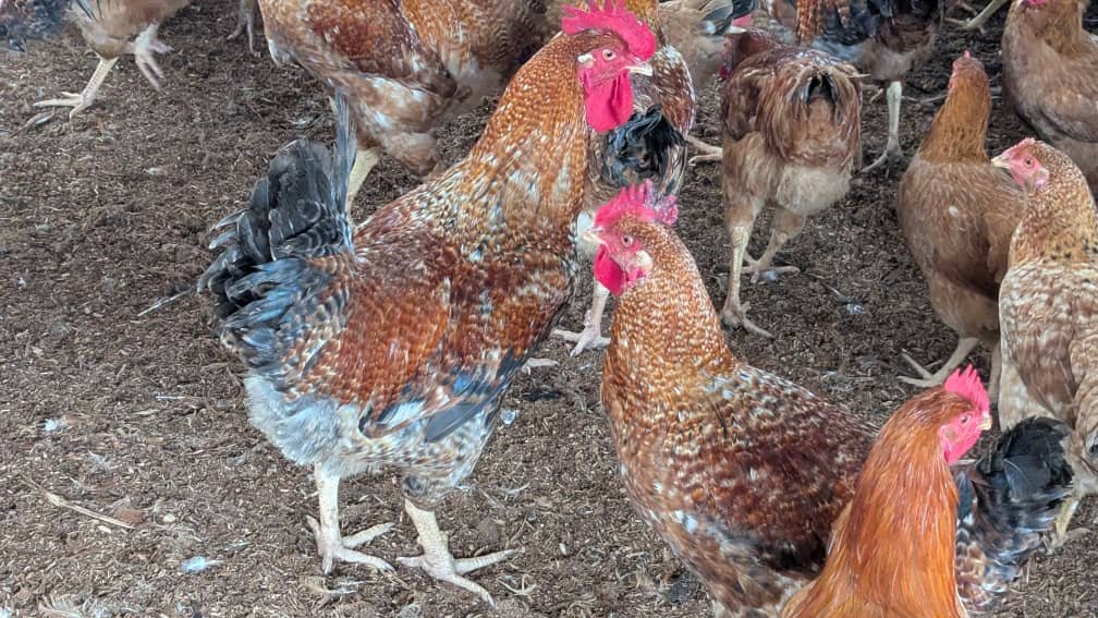 Granger Chicken (50pcs) - Image 4