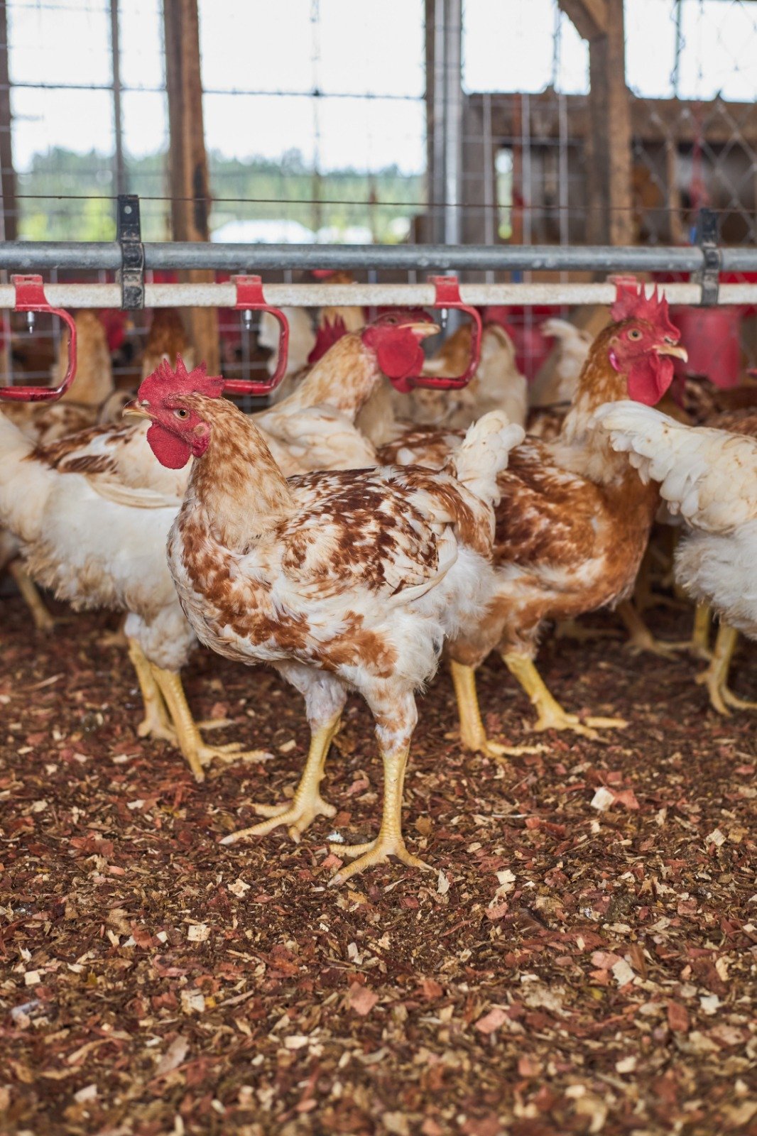 Granger Chicken (50pcs) - Image 5