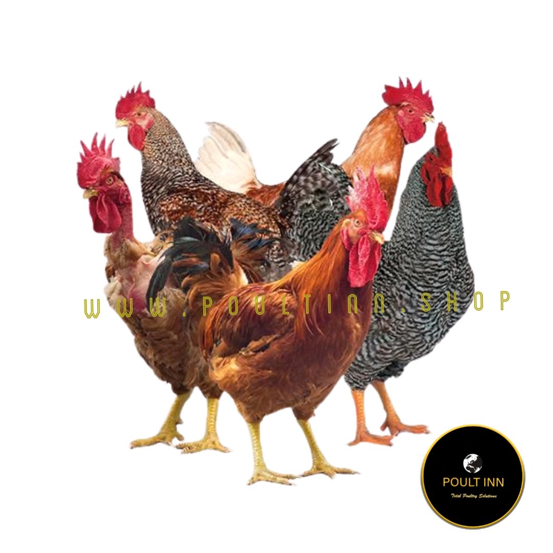 Granger Chicken (50pcs)