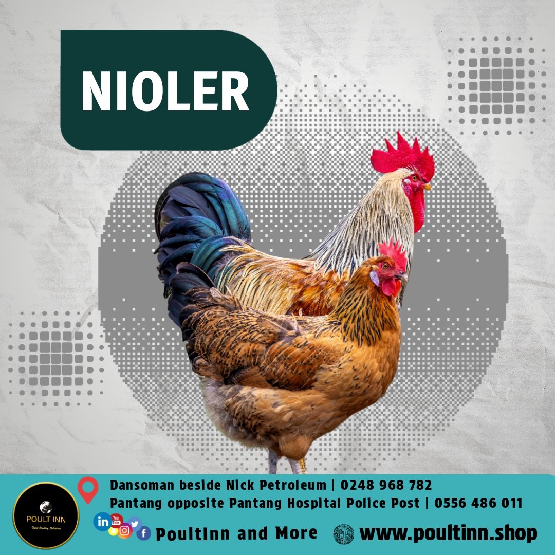 NOILER DAY OLD(50pcs) - Image 2