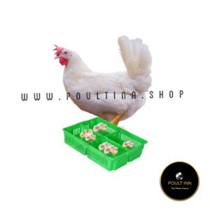 Dekalb White layer Day-Old Chicks